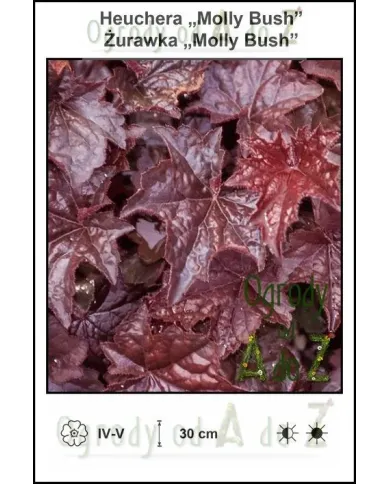 Heuchera-Molly-Bush.jpg Heuchera-Molly-Bush.jpg