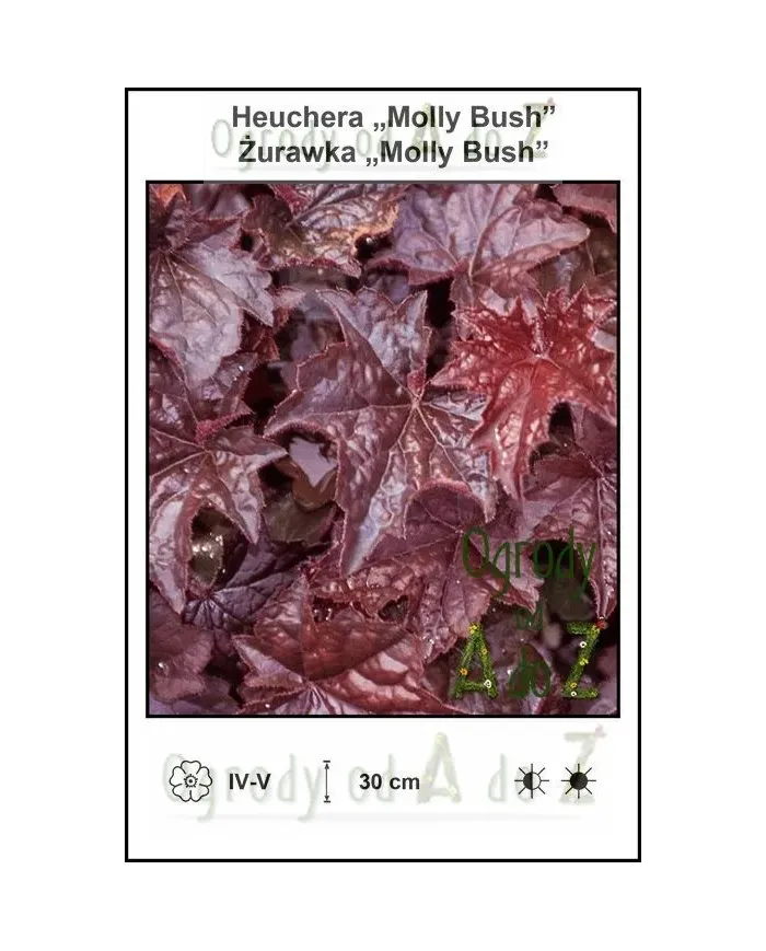 Heuchera-Molly-Bush.jpg Heuchera-Molly-Bush.jpg