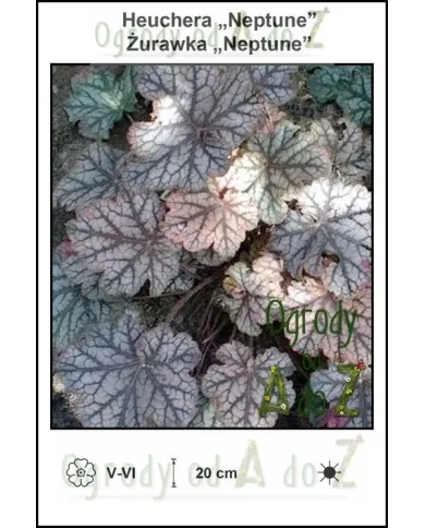 Heuchera-Neptune.jpg Heuchera-Neptune.jpg