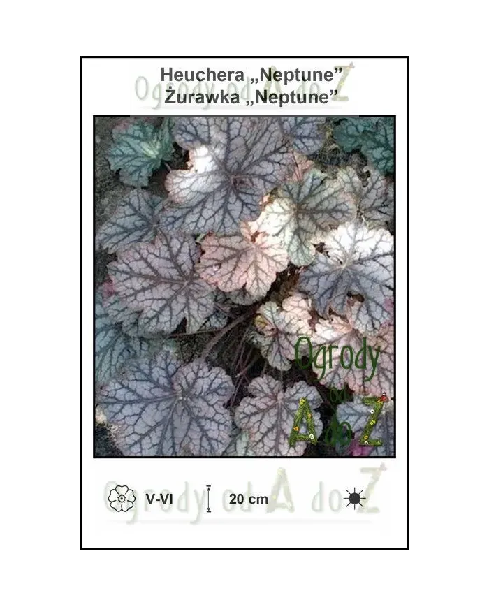 Heuchera-Neptune.jpg Heuchera-Neptune.jpg