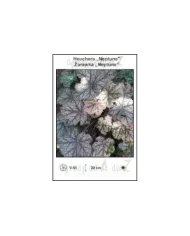 Heuchera-Neptune.jpg Heuchera-Neptune.jpg