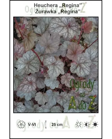Heuchera-Regina.jpg Heuchera-Regina.jpg