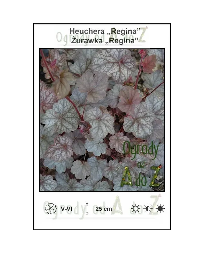 Heuchera-Regina.jpg Heuchera-Regina.jpg