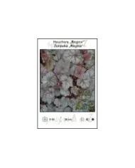 Heuchera-Regina.jpg