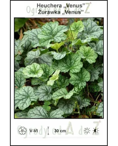 Heuchera-Venus.jpg Heuchera-Venus.jpg
