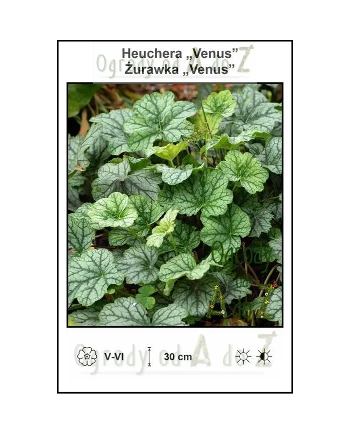 Heuchera-Venus.jpg