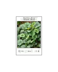 Heuchera-Venus.jpg