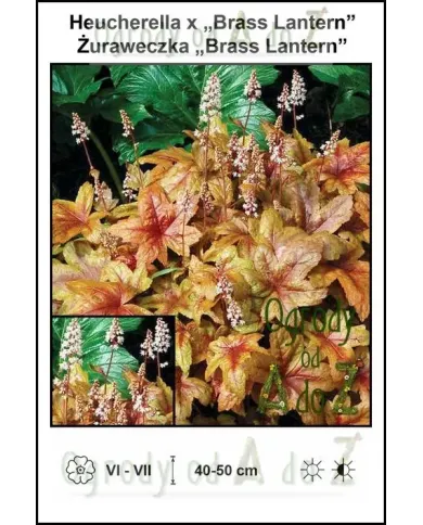 Heucherella-x-Brass-Lantern.jpg Heucherella-x-Brass-Lantern.jpg