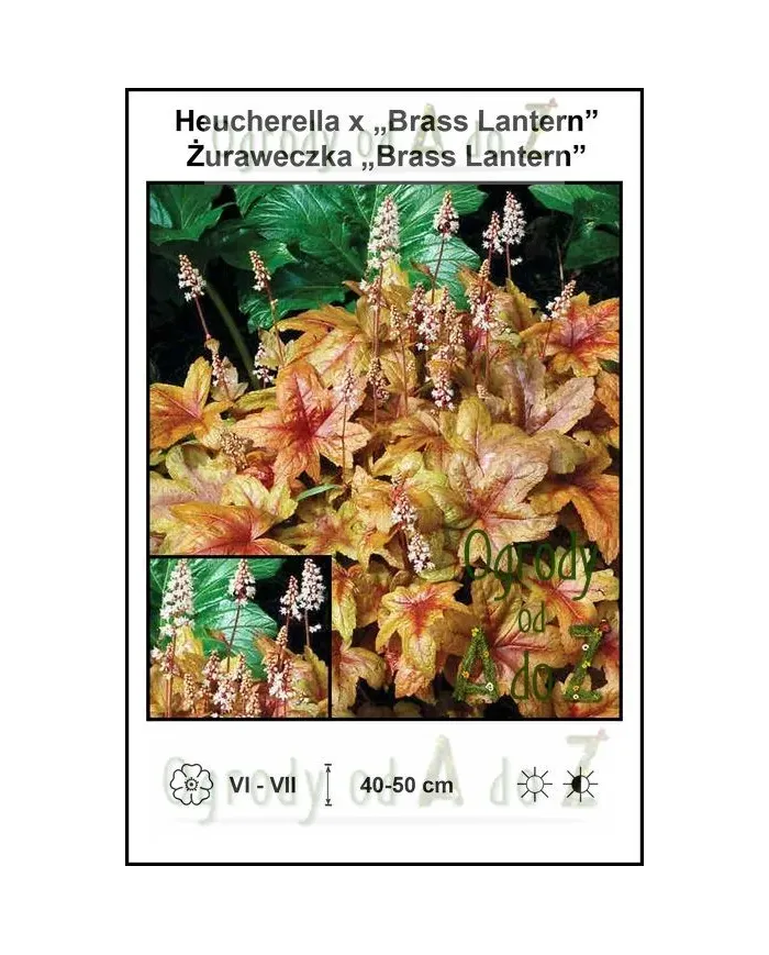 Heucherella-x-Brass-Lantern.jpg
