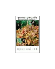 Heucherella-x-Brass-Lantern.jpg
