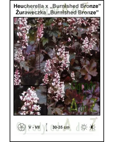 Heucherella-x-Burnished-Bronze.jpg Heucherella-x-Burnished-Bronze.jpg
