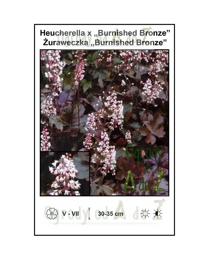 Heucherella-x-Burnished-Bronze.jpg Heucherella-x-Burnished-Bronze.jpg