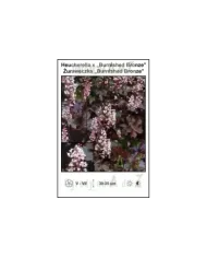 Heucherella-x-Burnished-Bronze.jpg