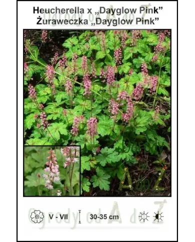 Heucherella-x-Dayglow-Pink.jpg Heucherella-x-Dayglow-Pink.jpg
