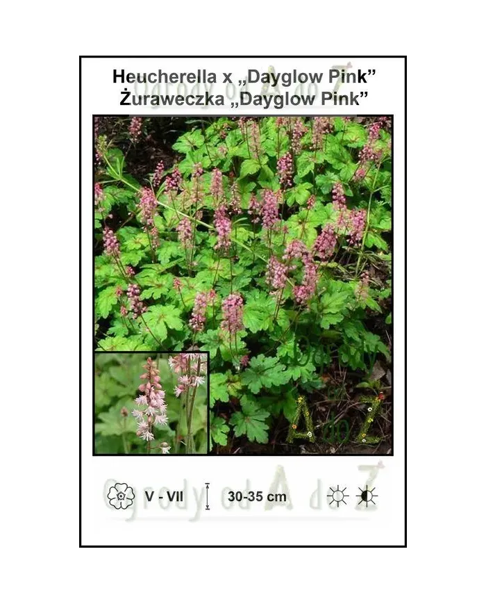 Heucherella-x-Dayglow-Pink.jpg Heucherella-x-Dayglow-Pink.jpg