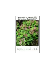 Heucherella-x-Dayglow-Pink.jpg Heucherella-x-Dayglow-Pink.jpg