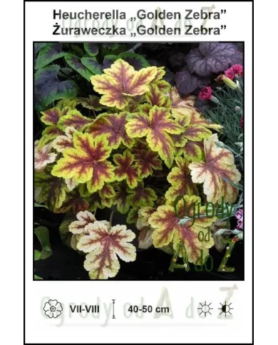 Heucherella-Golden-Zebra.jpg Heucherella-Golden-Zebra.jpg