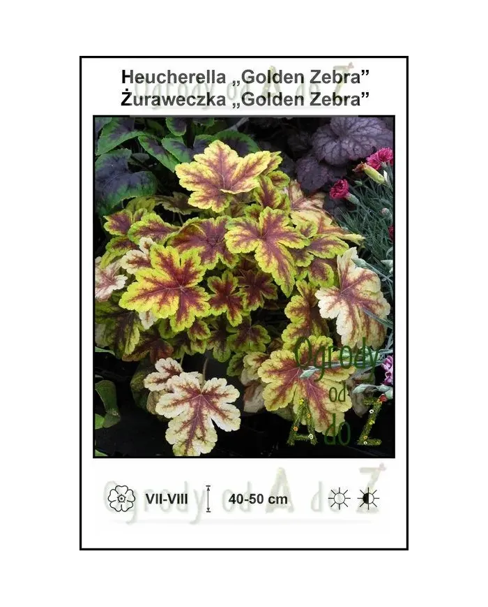 Heucherella-Golden-Zebra.jpg Heucherella-Golden-Zebra.jpg