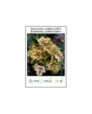 Heucherella-Golden-Zebra.jpg Heucherella-Golden-Zebra.jpg