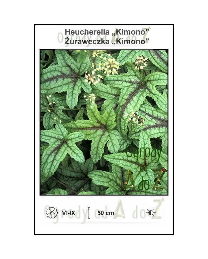 Heucherella-Kimono.jpg Heucherella-Kimono.jpg