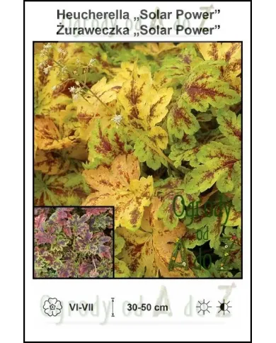 Heucherella-Solar-Power.jpg Heucherella-Solar-Power.jpg