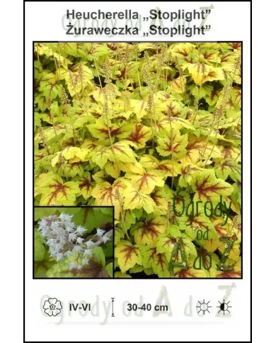 Heucherella-Stoplight.jpg Heucherella-Stoplight.jpg