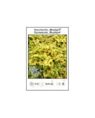 Heucherella-Stoplight.jpg