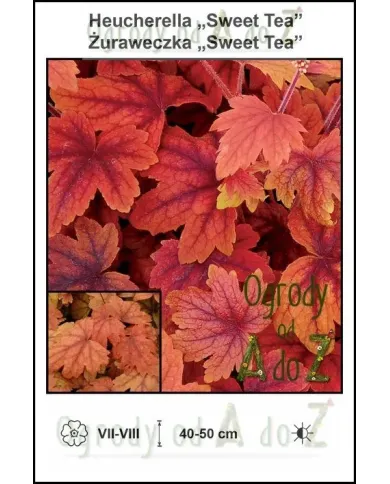 Heucherella-Sweet-Tea.jpg Heucherella-Sweet-Tea.jpg