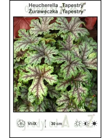 Heucherella-Tapestry.jpg Heucherella-Tapestry.jpg