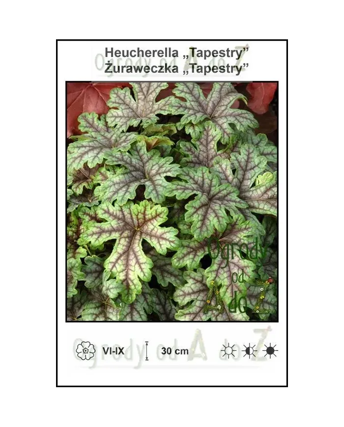 Heucherella-Tapestry.jpg