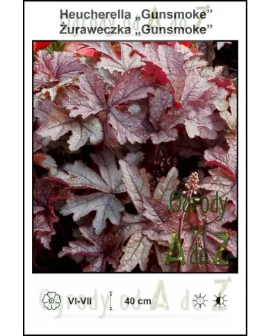 Heucherella-Gunsmoke.jpg Heucherella-Gunsmoke.jpg