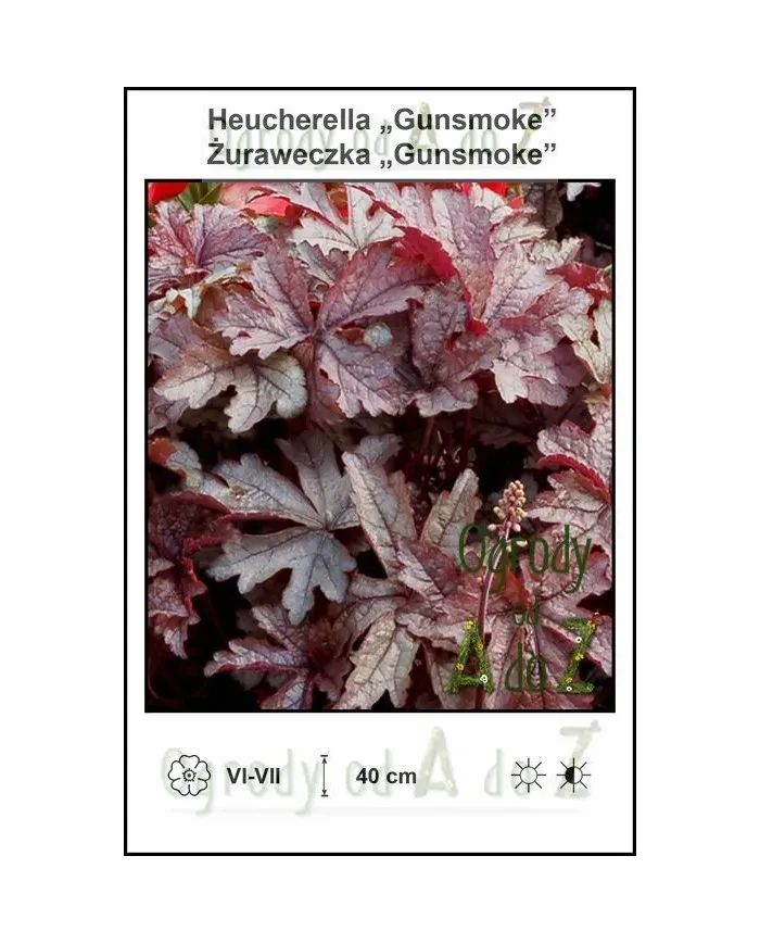 Heucherella-Gunsmoke.jpg