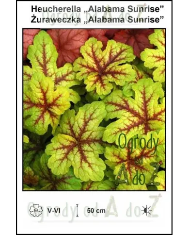 Heucherella-Alabama-Sunrise.jpg Heucherella-Alabama-Sunrise.jpg