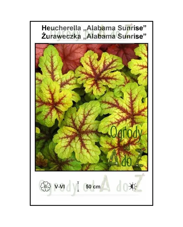 Heucherella-Alabama-Sunrise.jpg