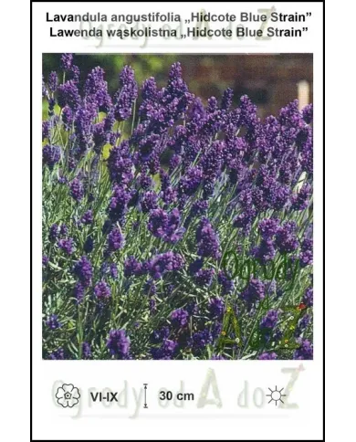Lavandula-angustifolia-Hidcote-Blue-Strain.jpg Lavandula-angustifolia-Hidcote-Blue-Strain.jpg