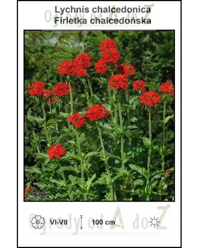Lychnis-chalcedonica.jpg
