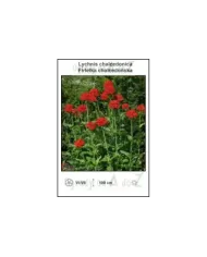 Lychnis-chalcedonica.jpg