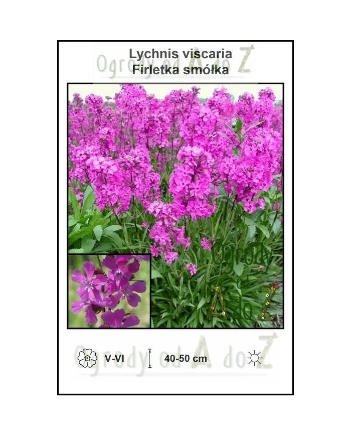 Lychnis-viscaria.jpg