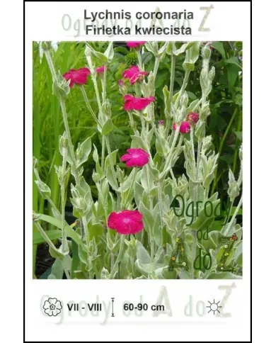 Lychnis-coronaria.jpg