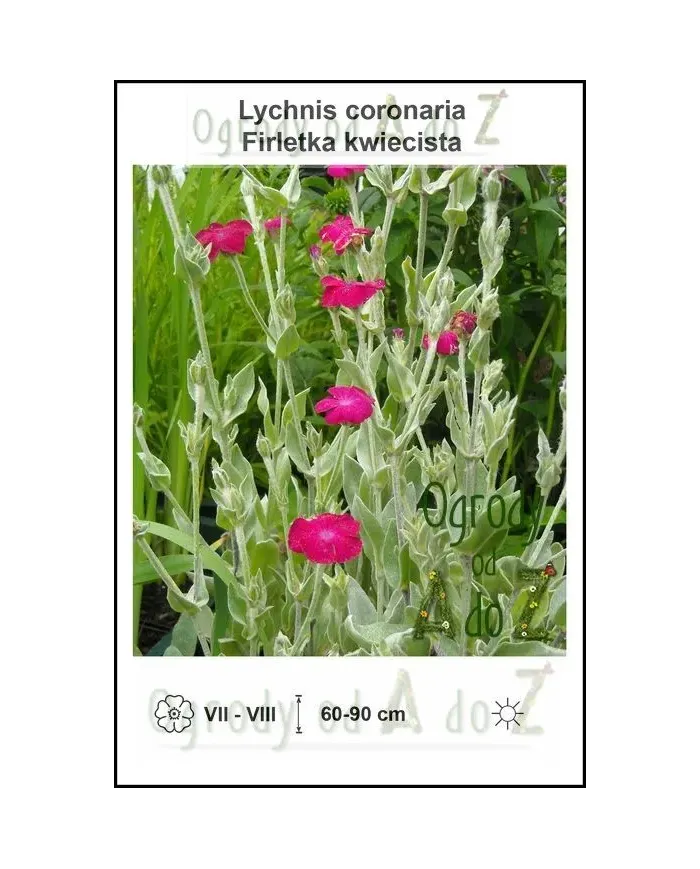 Lychnis-coronaria.jpg