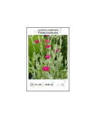 Lychnis-coronaria.jpg