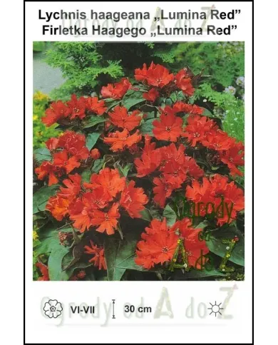 Lychnis-haageana-Lumina-Red.jpg