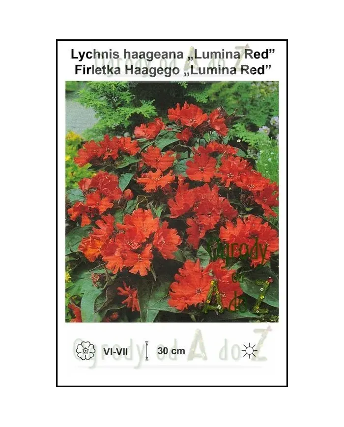 Lychnis-haageana-Lumina-Red.jpg