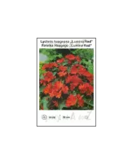 Lychnis-haageana-Lumina-Red.jpg