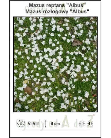 Mazus-reptans-Albus.jpg