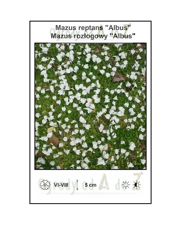 Mazus-reptans-Albus.jpg