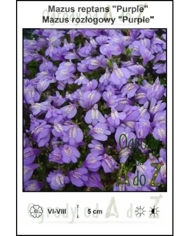 Mazus-reptans-Purple.jpg