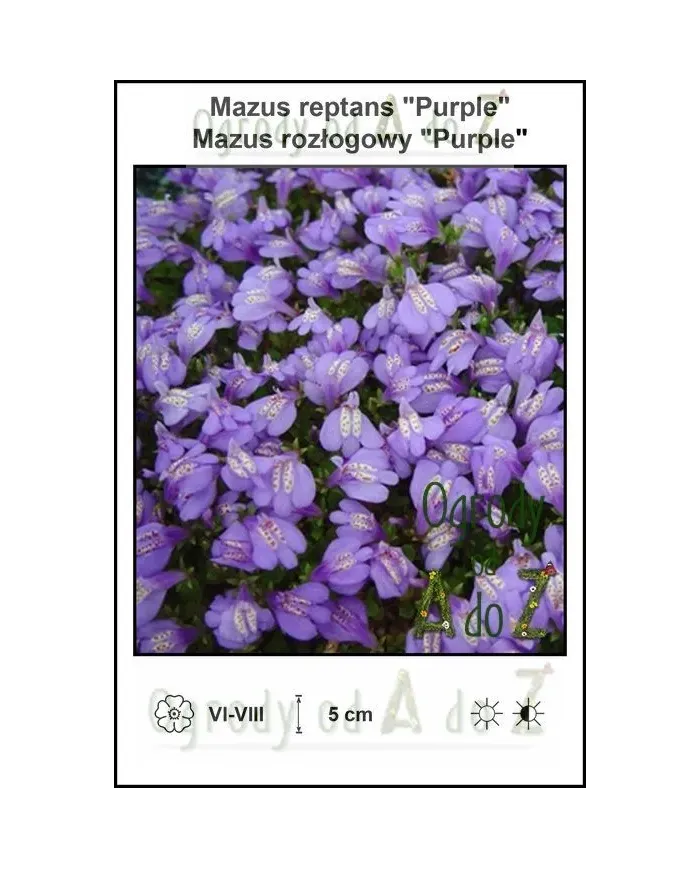 Mazus-reptans-Purple.jpg