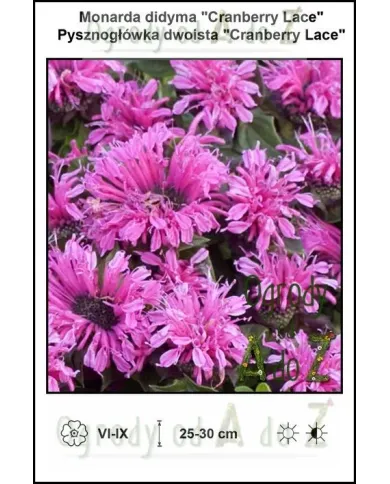 Monarda-didyma-Cranberry-Lace.jpg