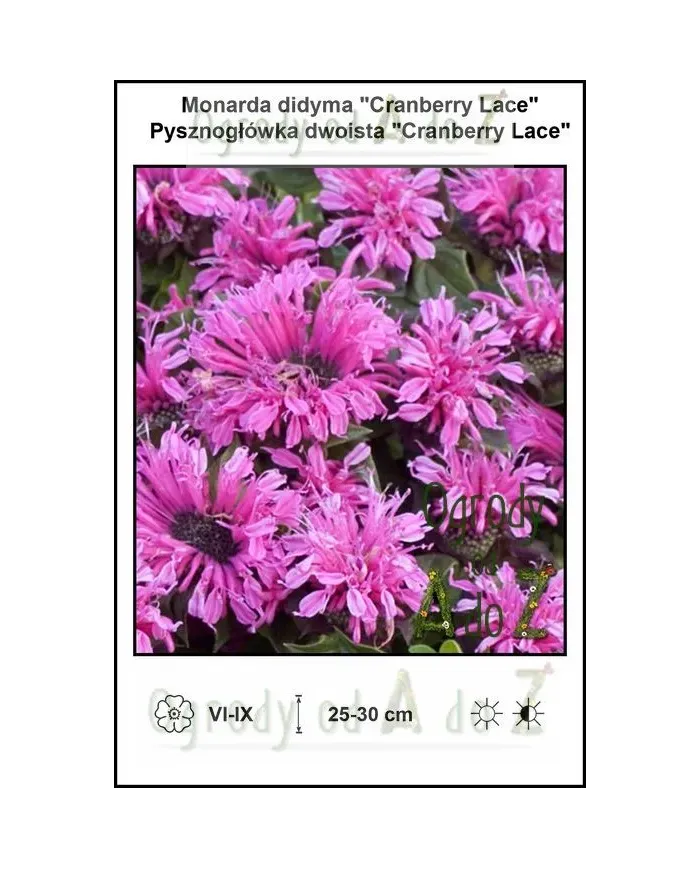 Monarda-didyma-Cranberry-Lace.jpg